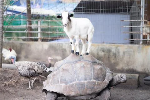 A large turtle with a white goat stood above it like a model master. lookin.. Stock Photos