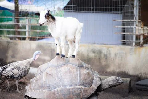 A large turtle with a white goat stood above it like a model master. lookin.. Stock Photos