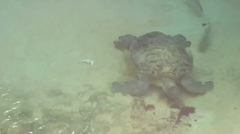 Large turtle1 Stock Footage 623267
