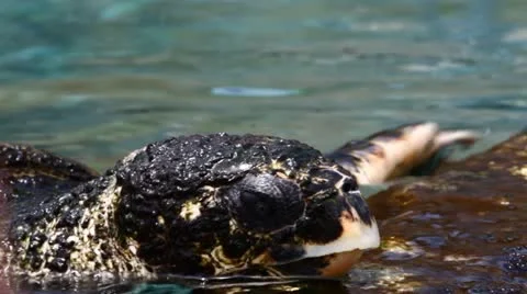 Large turtles Stock Footage