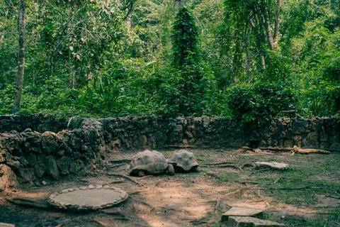 Large turtles in the park Stock Photos