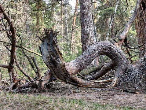 Large twisted driftwood lying on the forest ground shaped like a dragon or .. Stock Photos