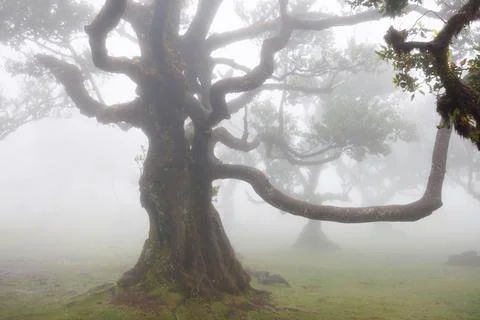 A large twisted laurel tree trunk shrouded in fog. Mystical Fanal Forest on.. Stock Photos