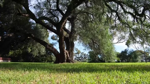 A large twisted tree swaying gently in the light wind within a botanical garden Vídeo Stock 246054398
