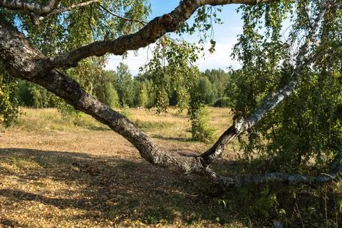 A large twisting branch of a birch tree in the foreground and people walking Stock Photos