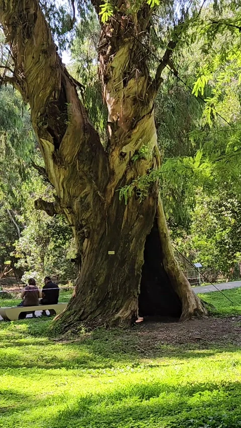 Large twisting tree with a human-sized hollow trunk 库存影片 337120245