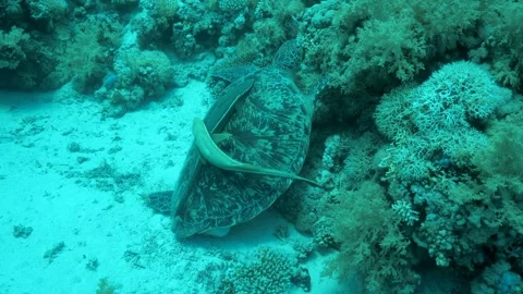 LARGE Underwater Red Sea TURTLE with Remoras Stock Footage 252779132