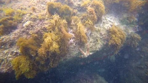 Large underwater rock formation covered with brown seaweed and marine vegetation Stock Footage 337050416