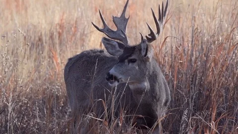 A Large Unique Mule Deer Buck Stock Footage 121129113