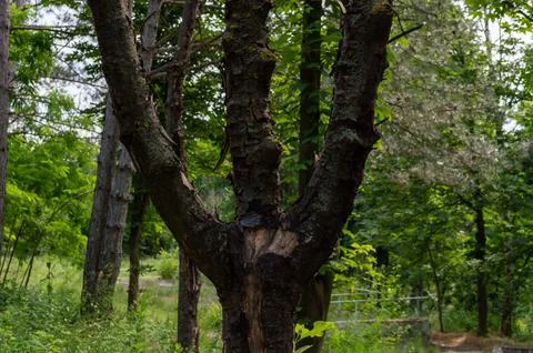 A large, unusual tree with three trunks Stock Photos