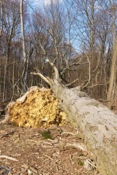 A large uprooted tree in the forest Stock Photos