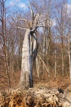 A large uprooted tree in the forest Stock Photos