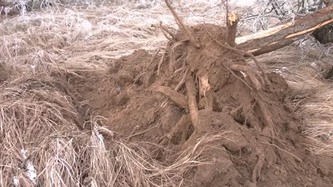 Large uprooted tree with ice dew on its branches Stock-Footage 306399653