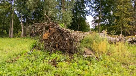 Large Uprooted Tree lying on Grass in Forest after Severe Storm Stock Photos