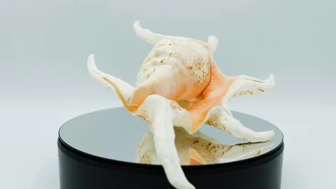 Large upturned tropical shell Stock Footage 113676005