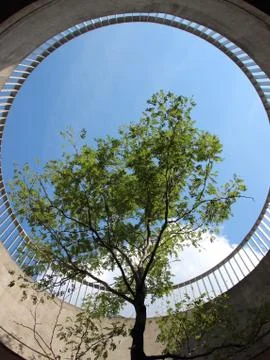 Large Urban Tree Growing in Designed Concrete Circle Hole Stock Photos