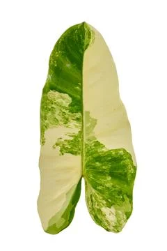 Large Variegated Leaf Showcasing Unique Green and Cream Patterns, Ideal for.. Stock Photos