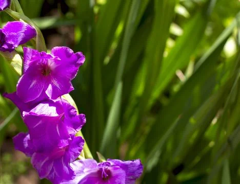 Large varietal purple gladioli bloom in the garden Stock Photos
