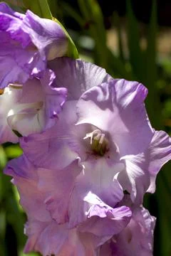 Large varietal purple gladioli bloom in the garden Stock Photos