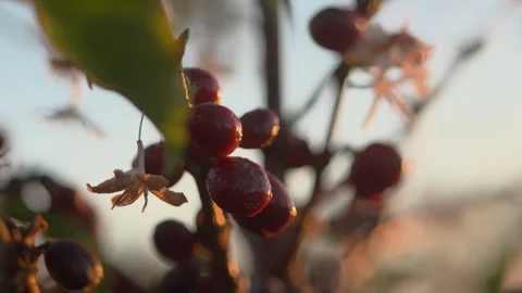 Large variety of coffee fruit beans on a specialty coffee plantation Stock Footage 258600475