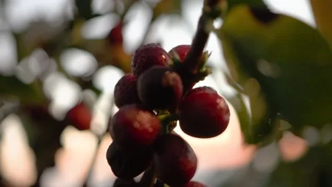 Large variety of coffee fruit beans on a specialty coffee plantation Stock Footage 258600714