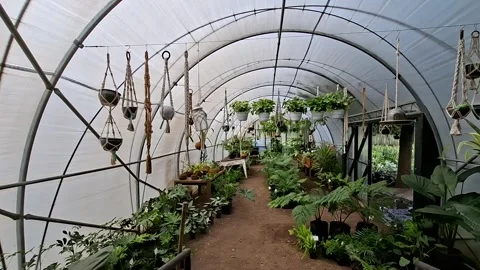 Large variety of indoor plants in a poly tunnel nursery Stock Footage 335906678