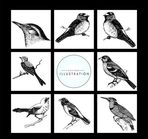 Large vector bird set. A beautiful, detailed sketch of the birds. Bird close- Illustrazione stock