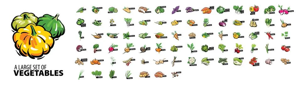 Large vector set of painted vegetables on a white background Stock Illustration