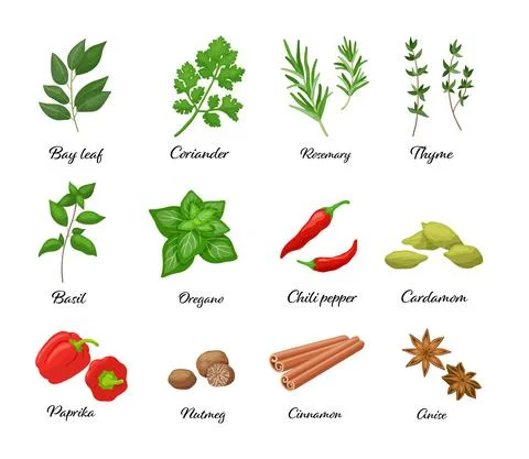 Large vector set of popular spices isolated. Chili pepper, paprika, oregano Stock Illustration