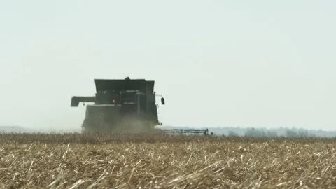 The large vehicle harvests corn in hot weather Stock Footage 73087411
