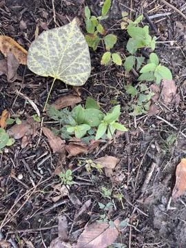 Large Veined Leaf on Forest Ground Foto stock