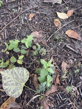 Large Veined Leaf on Forest Ground Stock Photos