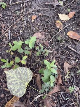 Large Veined Leaf on Forest Ground 스톡 사진