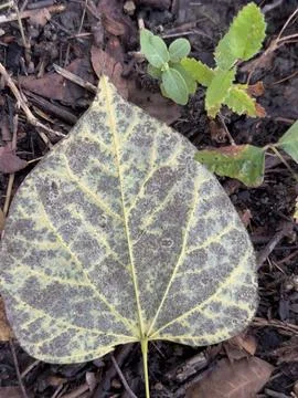 Large Veined Leaf Macro Texture Stock Photos
