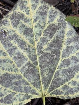 Large Veined Leaf Macro Texture Stock Photos