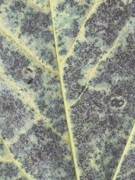Large Veined Leaf Macro Texture Stock Photos