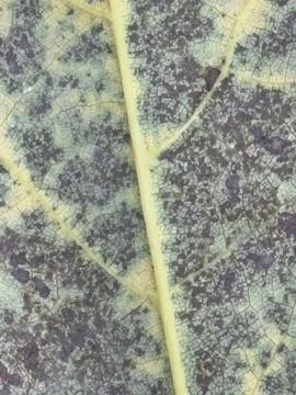 Large Veined Leaf Macro Texture Stock Photos