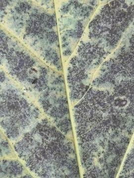 Large Veined Leaf Macro Texture Stock Photos