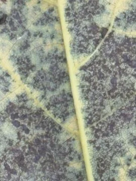 Large Veined Leaf Macro Texture Stock Photos