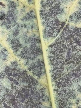 Large Veined Leaf Macro Texture Stock Photos