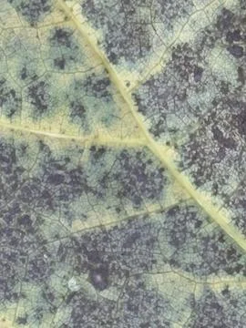 Large Veined Leaf Macro Texture Stock Photos
