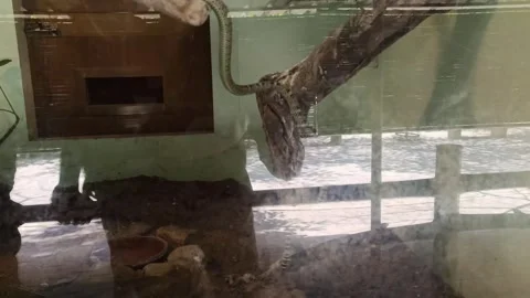 A Large Venomous snake is inside the glass at Zoo. Video stock 301376920