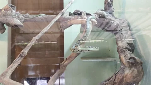 A Large Venomous snake is inside the glass at Zoo. Stock Footage 301376940