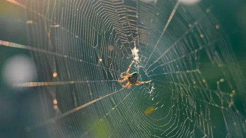 Large venomous spider close up in a web illuminated by sunlight. Stock Footage 164391514