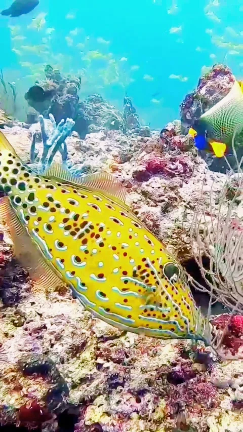 Large Vibrant Yellow Butterflyfish Exploring a Flourishing Tropical Coral Reef Stock Footage 336666505