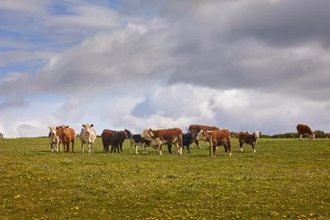 Large view of Herd of cows and calves Inquisitive Limousin, on a ranch Foto stock