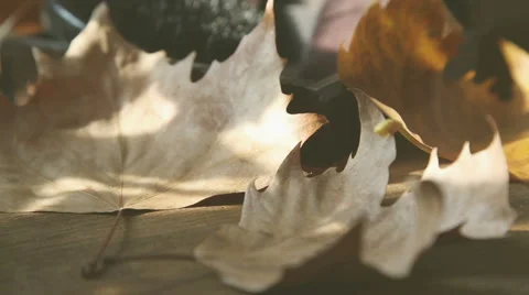 A large view of retro beardmen kit with autumn background Stock-Footage 55768740