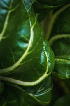 Large view in the vicinity of fresh and juicy green leaf lettuce Stock Photos
