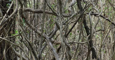 Large vines form a thicket shaded with spring growth zoom in Stock Footage 87844356