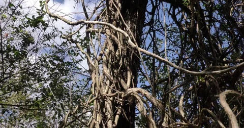 Large vines in sunlight hang from an old tree with blue sky and clouds behind Stock Footage 87846647